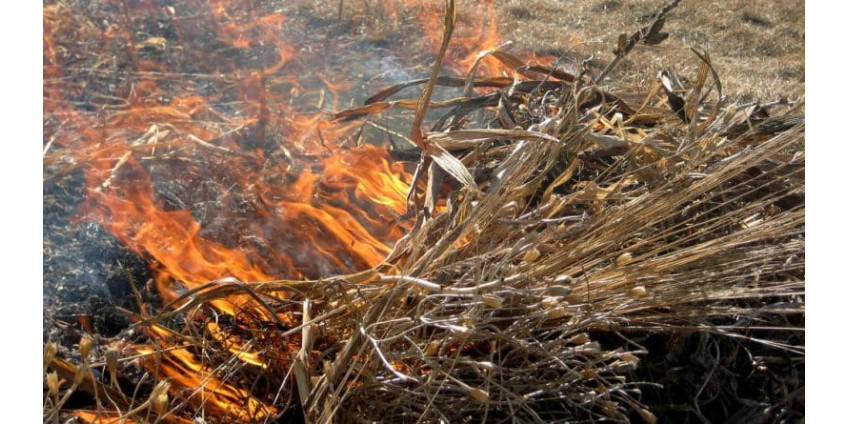 В Лос-Анджелесе начали вспыхивать природные пожары