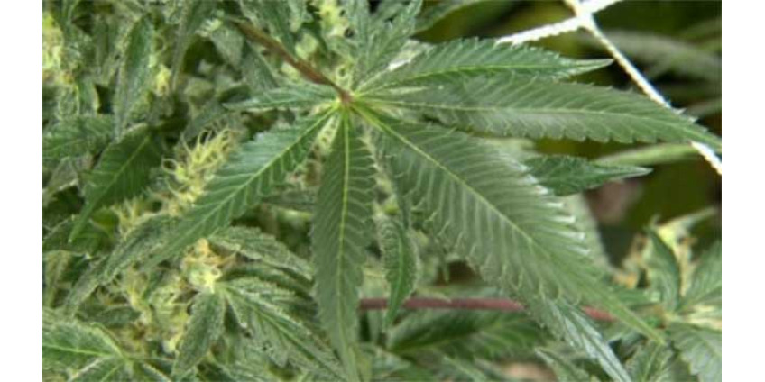 В Неваде могут появиться социальные клубы для любителей марихуаны