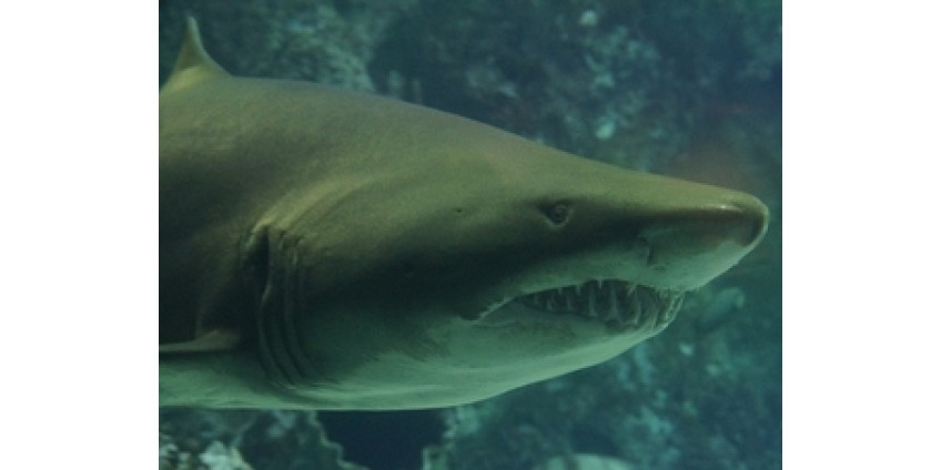 Калифорнийские пляжи наводнили белые акулы