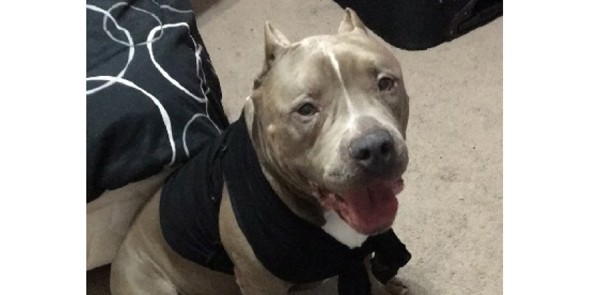 Трагедия в Лас-Вегасе: питбуль загрыз грудного ребенка