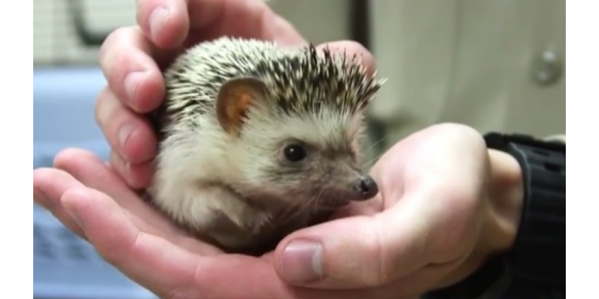 В Сан-Диего ищут человека, жестоко поступившего с животными