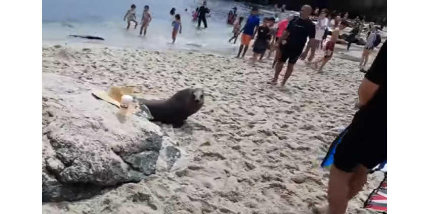 Отдыхающие в Сан-Диего испугались морского льва