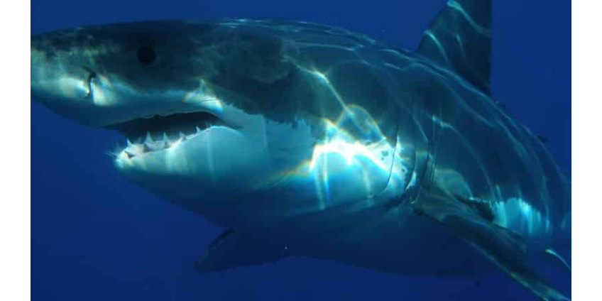 Калифорния подверглась атаке акул