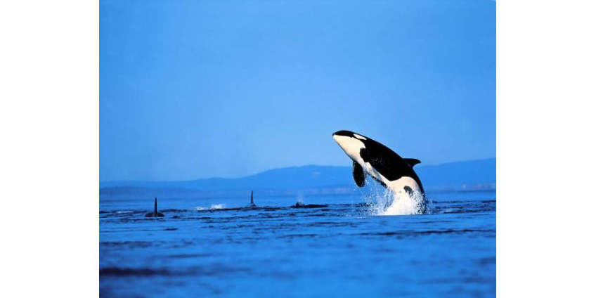 Сан-Диего потерял старейшую касатку из проживающих в неволе