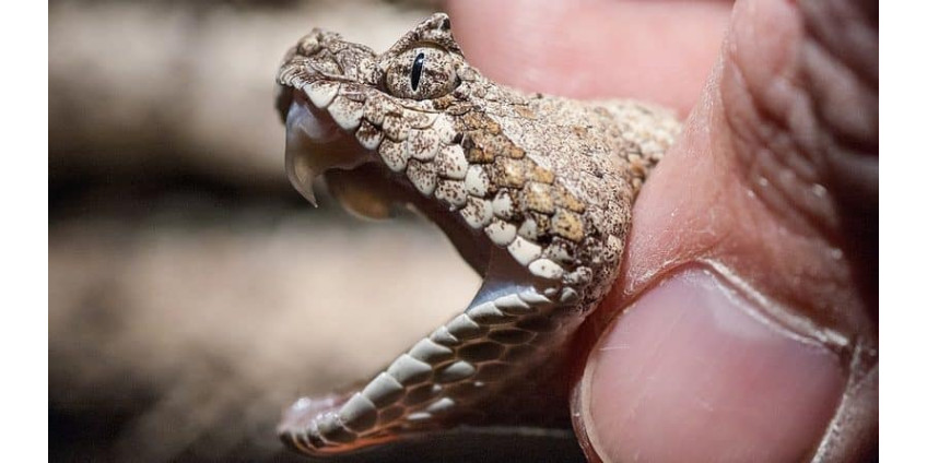 Семья из Калифорнии нашла в игровом домике во дворе клубок ядовитых змей