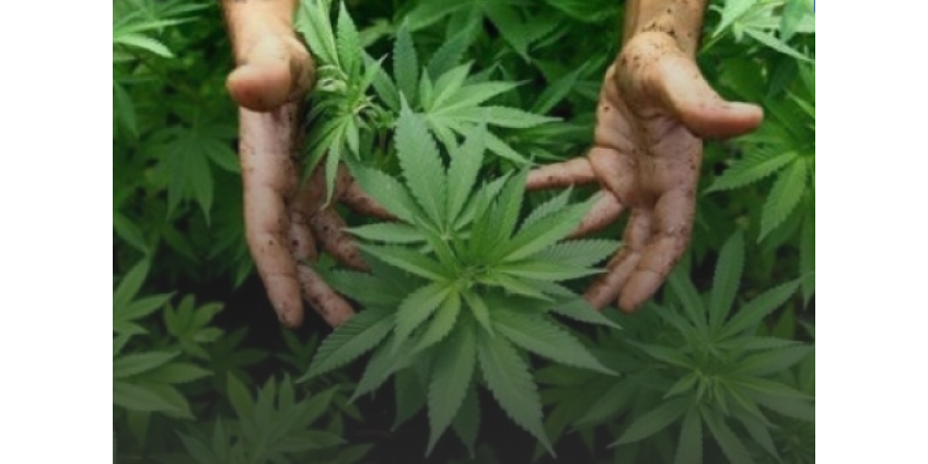 От марихуаны преступление выращивание растений конопли