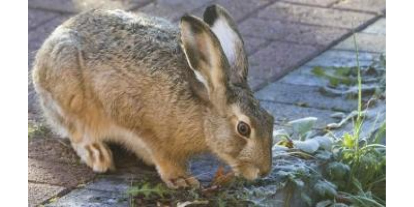 Эксперта из Аризоны насторожило необычное поведение животных