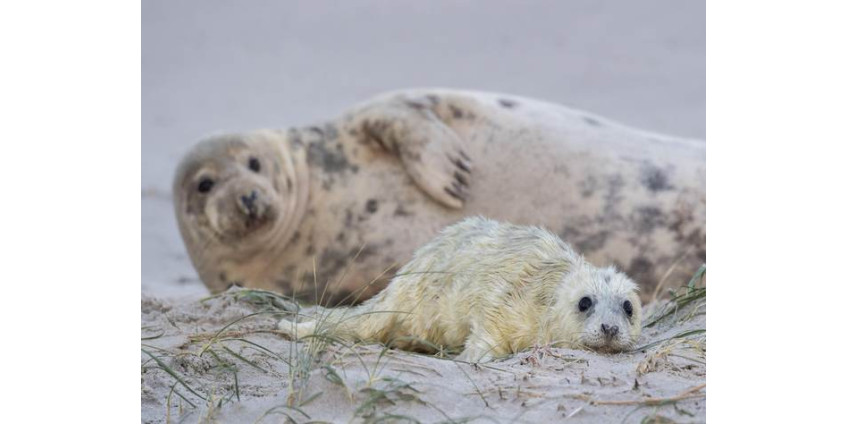 Популярный детский пляж в Сан-Диего закрыли по решению суда
