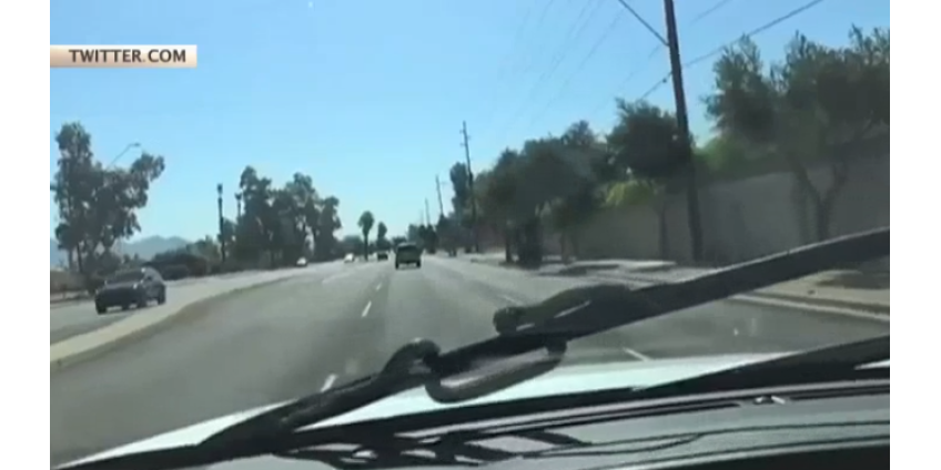 В Аризоне на лобовое стекло движещегося авто выползла змея