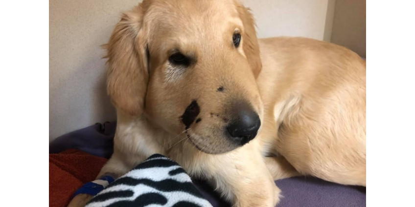 Жительницу Аризоны спасла её собака