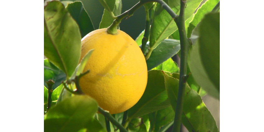 Вирусный ролик жителя Сан-Диего собрал миллионы просмотров