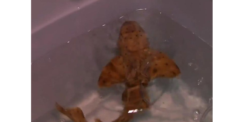 Из Аквариума в Сан-Диего злоумышленникам удалось похитить акулу