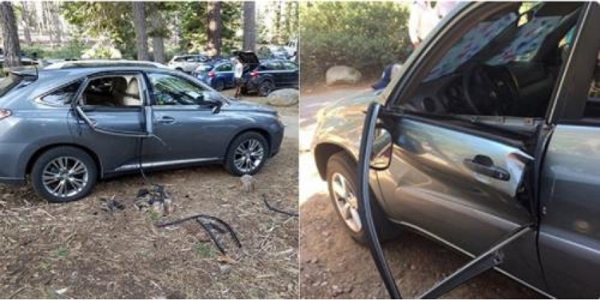 В Калифорнии медведь буквально растерзал две машины