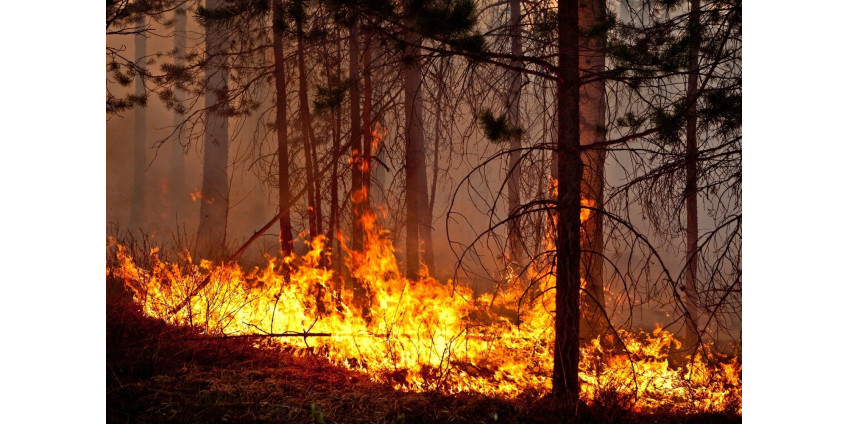 Калифорния занимает первое место по лесным пожарам в США