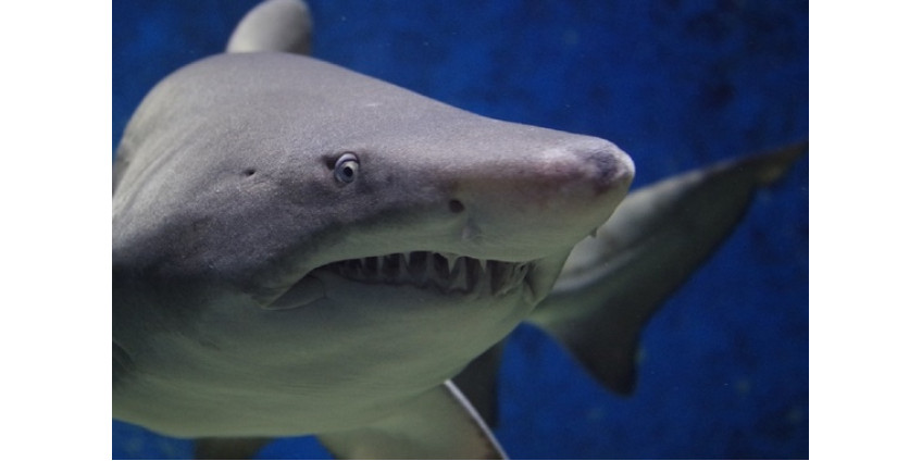 В Калифорнии на подростка напала акула