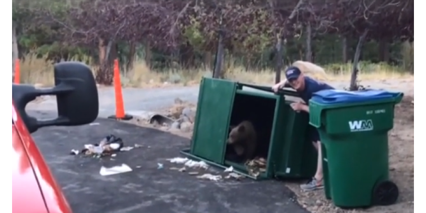 Пожарным из Невады пришлось освобождать медвежат