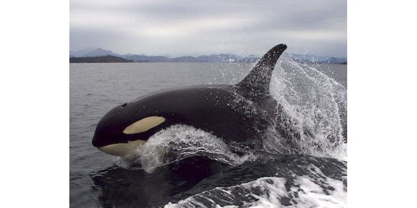 У берегов Сан-Диего рыбаки едва не стали жертвами китов-убийц