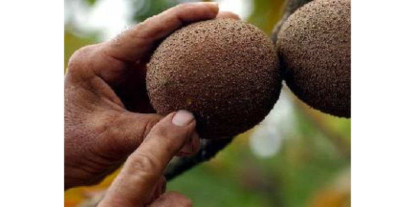 Не ешьте мякоть – не будет тифа