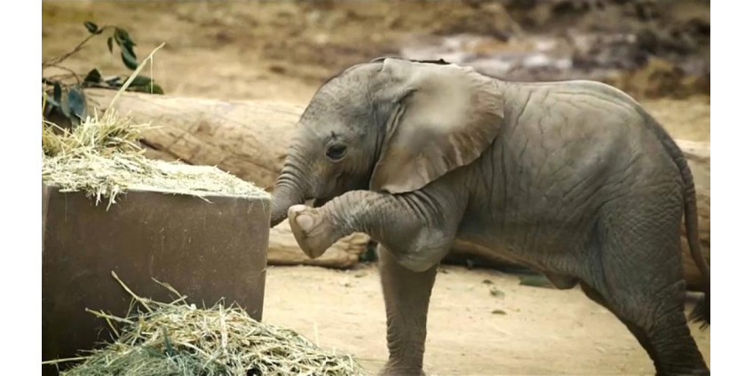 В зоопарке Сан-Диего представили двух слонят