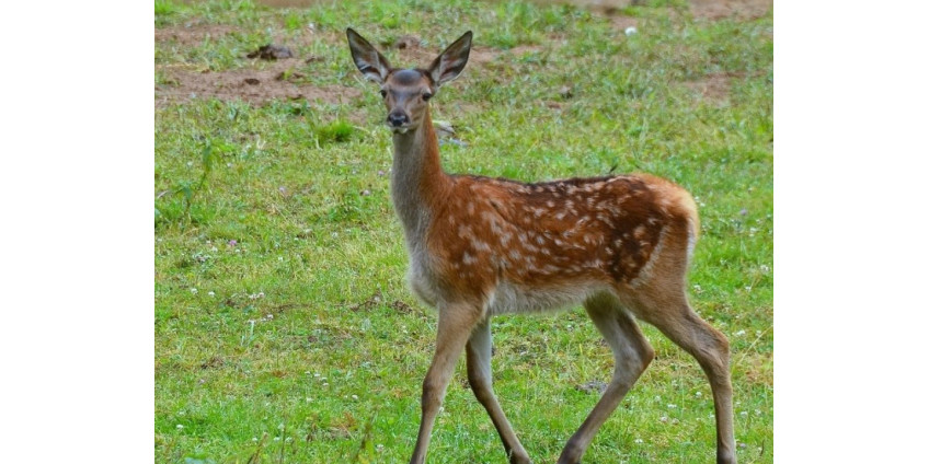 В Аризоне велосипедист совершил кульбит, завоевавший популярность на Youtube