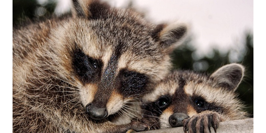В Сан-Диего образовалась пробка из-за драки енотов