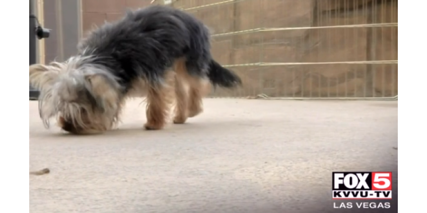 Жительнице Лас-Вегаса пришлось отбиваться от ястреба для спасения щенка