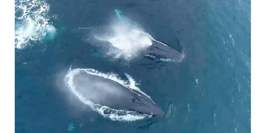 У берегов Сан-Диего удалось снять на видео стаю горбатых китов