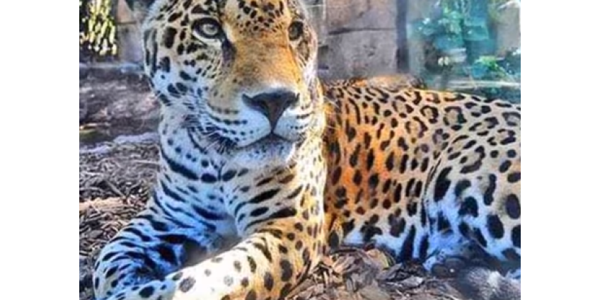 Экстремальное селфи в Фениксе закончилось травмами