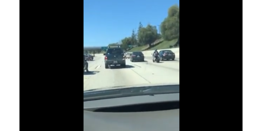На скоростной магистрали в Калифорнии собака устроила затор
