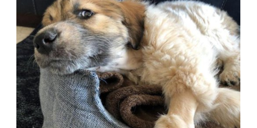 Уникальный случай в Аризоне: сова утащила щенка