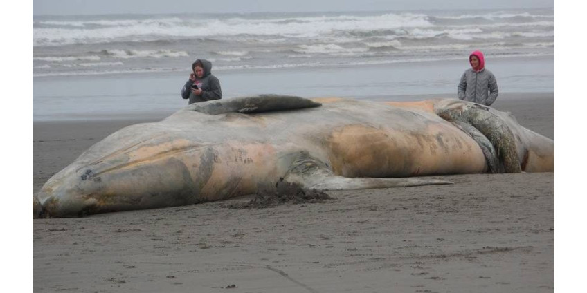 Очередной кит погиб в водах Калифорнии