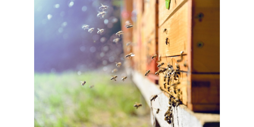Житель Аризоны погиб от укусов пчёл