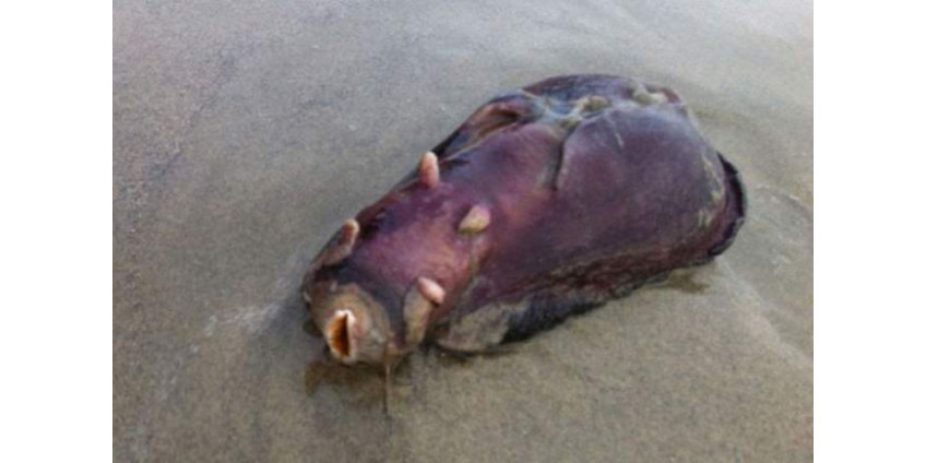 На берег в Сан-Диего выбросило странное существо