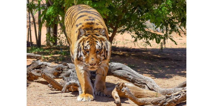 В Аризоне тигр напал на своего спасителя