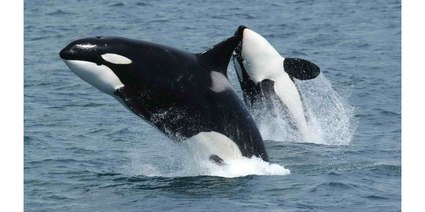 У берегов Калифорнии косатки убили самку кита и её детеныша