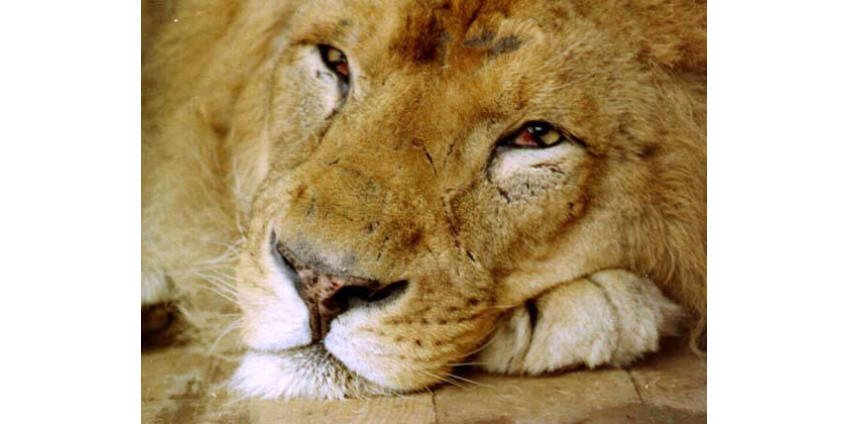 В Лас-Вегасе лев набросился на дрессировщика