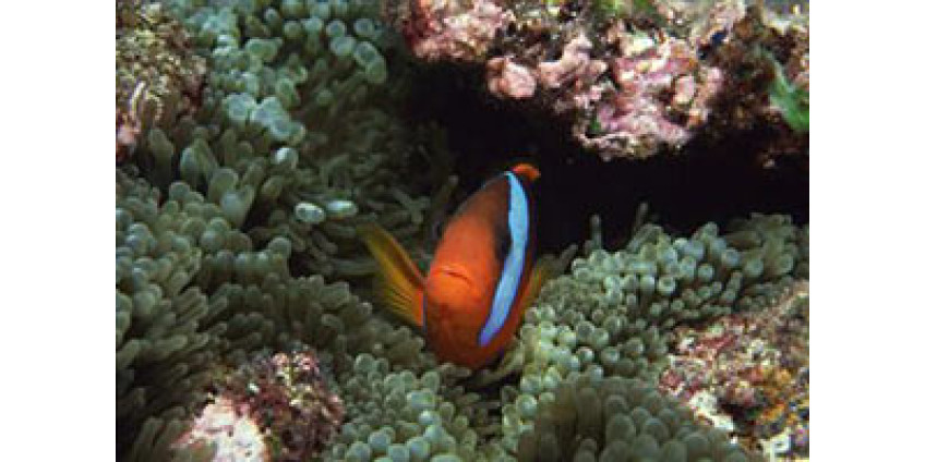 Большие города вредны для животных