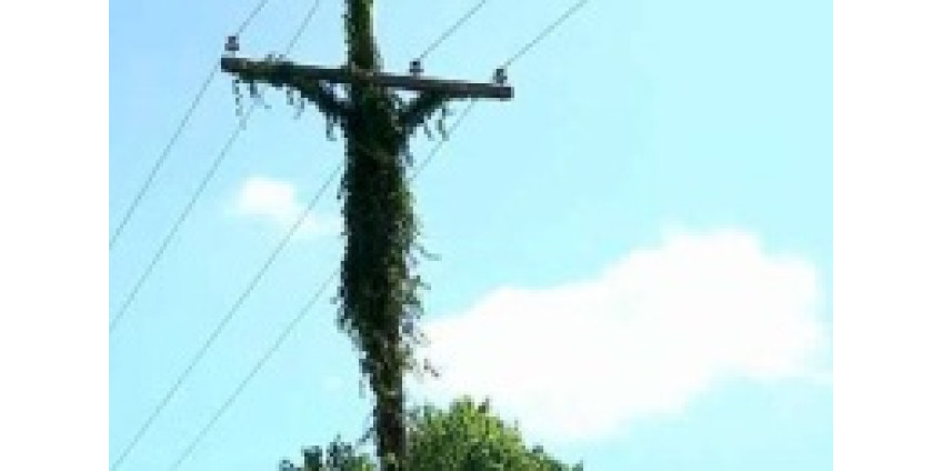 В Калифорнии свершилось чудо