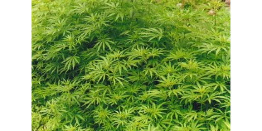 Еще немного о марихуане