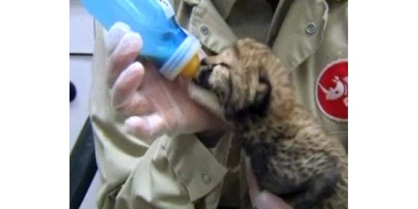 Уникальный случай в Сан-Диего