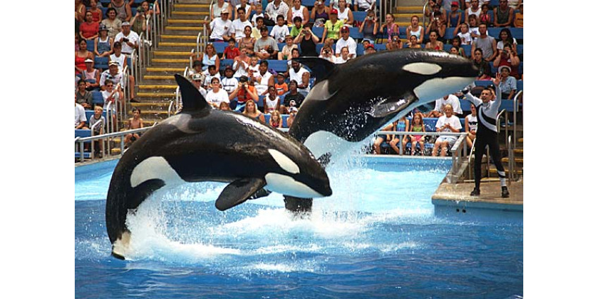 В Сан-Диего едет уникальное шоу