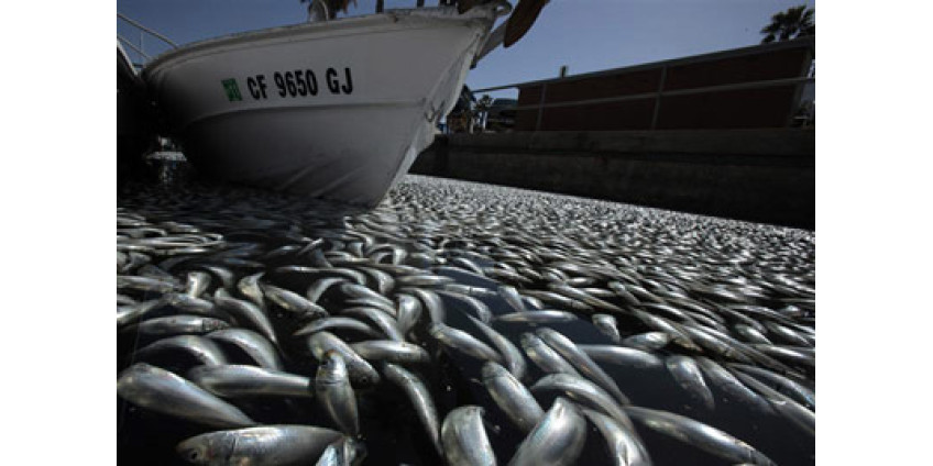 Гибель рыбы продолжает оставаться загадкой