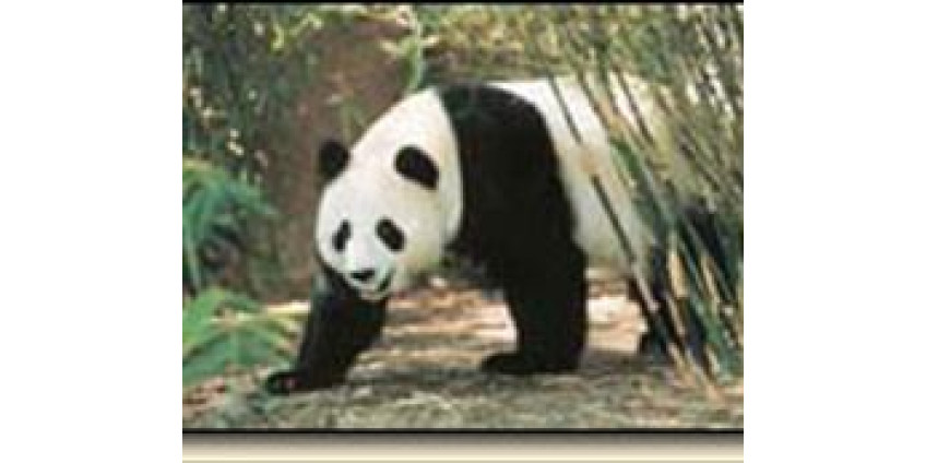 В Сан-Диего от панды пострадал работник зоопарка