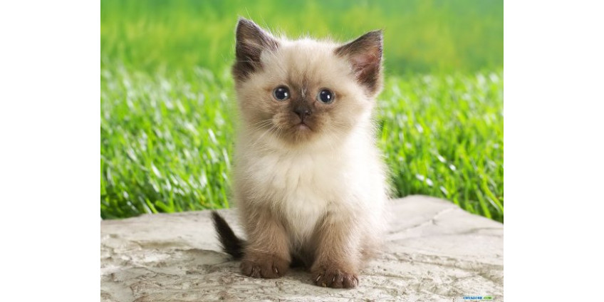 Котята стали поводом для ссоры