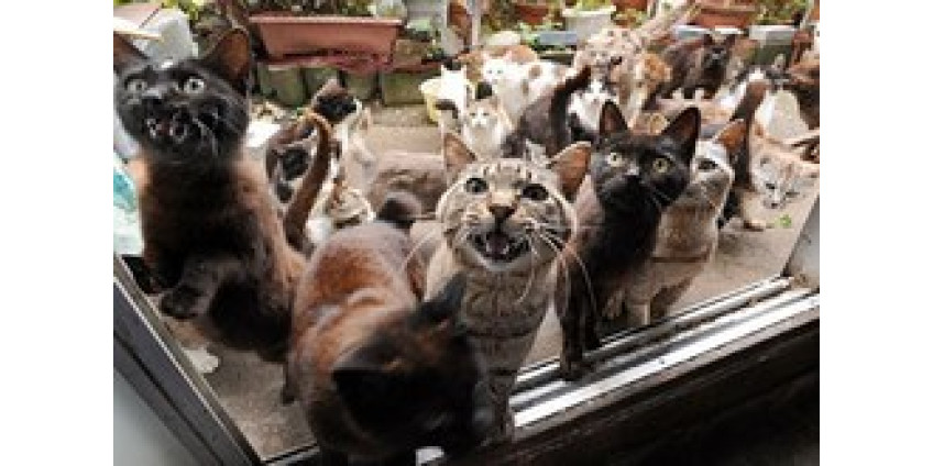 За кошек под суд