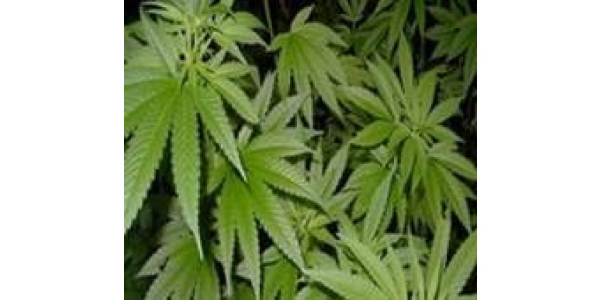 Калифорнийские пенсионерки дают жару!