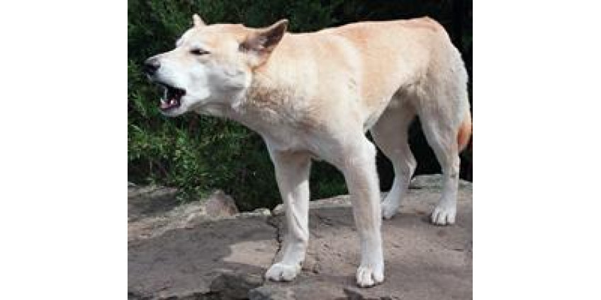 Собаки в Сан-Диего 