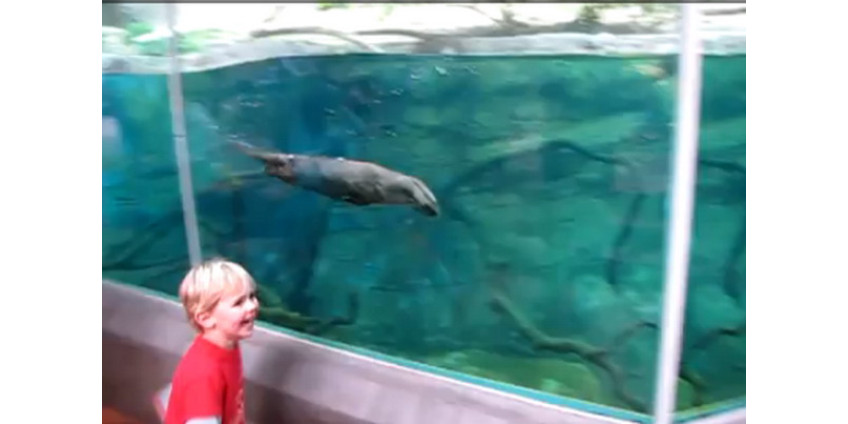 Мальчик и выдра из Сан-Диего стали знаменитостями