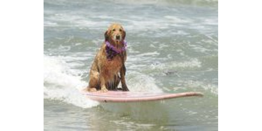 В Сан-Диего «поймали волну»
