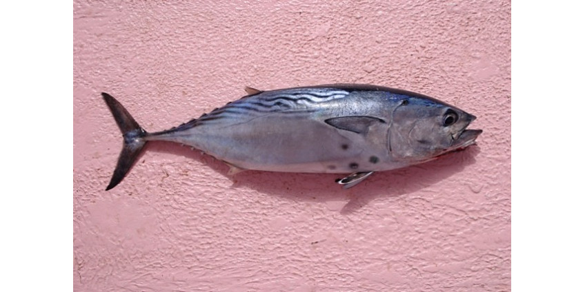 Сан-Диего снова станет мировой столицей тунца